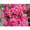 Lagerstroémie 'Rhapsody In Pink'