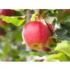 Jabloň 'Gala'  Malus domestica 'Gala'
