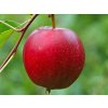 Jabloň 'Summerred'  Malus domestica 'Summerred'