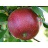 Jabloň 'Summerred' - kontejner  Malus domestica 'Summerred'