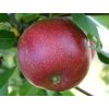 Jabloň 'Summerred'  Malus domestica 'Summerred'