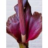 Zmijovec indický  Amorphophallus konjac