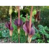 Zmijovec indický  Amorphophallus konjac