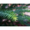 Blahočet úzkolistý  Araucaria angustifolia