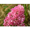 gardenlight