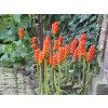 Árón italský 'Marmoratum' - Arum italicum 'Marmoratum'  Arum italicum 'Marmoratum'