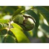 Ořešák 'Bella Maria' - kontejner  Juglans regia 'Bella Maria'
