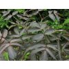 Klokoč kavkazský 'Black Jack'  Staphylea colchica 'Black Jack'