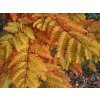 Metasekvoj čínská 'All Bronze'  Metasequoia glyptostroboides 'All Bronze'