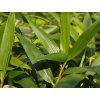 Pseudosasa japonica /bambus japonský  Pseudosasa japonica
