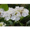 Hydrangea macrophylla Hovaria Holibel (1)