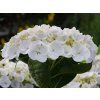 Hydrangea macrophylla Hovaria Holibel (2)
