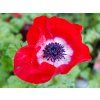 Anemone Animo Scarlet (2)