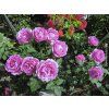 Růže 'Carmen Würth®'  Rosa 'Carmen Würth®'