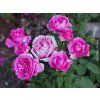 Růže 'Carmen Würth®'  Rosa 'Carmen Würth®'