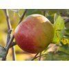 Jabloň 'Red Boskoop' - kontejner  Malus domestica 'Red Boskoop'