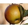 Jabloň 'Red Boskoop' - kontejner  Malus domestica 'Red Boskoop'