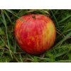 Jabloň 'Red Boskoop' - kontejner  Malus domestica 'Red Boskoop'