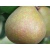 Hrušeň 'Bera Hardy' - kontejner  Pyrus communis 'Bera Hardy'