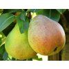 Hrušeň 'Doyenné du Comice/Komisowka'- kontejner  Pyrus communis 'Doyenné du Comice/Komisowka'