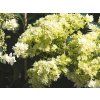 Hydrangea arborescens Hovaria® 'Hayes Starburst' (2)