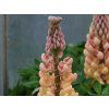Lupinus Salmon Star (1)