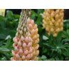 Lupinus Salmon Star (2)