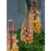 Lupinus Salmon Star (3)