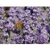 Lavandula angustifolia 'Melissa' (2)