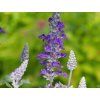 Salvia farineca Velocity (2)