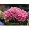 Hydrangea macrophylla Island Pink (1)