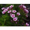 Phlox Early Lavender Eye