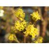 cornus mas aurea 1