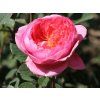 Růže 'Boscobel®'  Rosa 'Boscobel®'