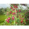 Jabloň 'Black Topaz'  Malus domestica 'Black Topaz'