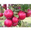 Jabloň 'Black Topaz'  Malus domestica 'Black Topaz'