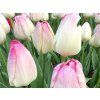 Tulipán 'Supri Erotic'  Tulipa 'Supri Erotic'