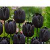 Tulipán 'Paul Scherer'  Tulipa 'Paul Scherer'