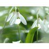 Sněženka Woronowova  Galanthus woronowii