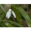 Sněženka Woronowova  Galanthus woronowii
