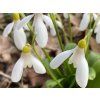 Sněženka Woronowova  Galanthus woronowii
