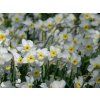 Narcis 'Segovia'  Narcissus 'Segovia'