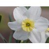Narcis 'Segovia'  Narcissus 'Segovia'