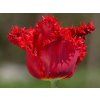 Tulipán 'Barbados'  Tulipa 'Barbados'