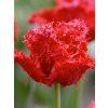 tulip barbados 0