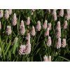 Modřenec 'Pink Sunrise'  Muscari 'Pink Sunrise'