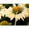 Echinacea Limoncello (2)