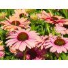 Echinacea Rainbow (1)
