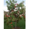 Broskvoň 'Redhaven' - kontejner  Prunus persica 'Redhaven'