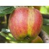 Jabloň 'Karneval' - kontejner  Malus domestica'Karneval'